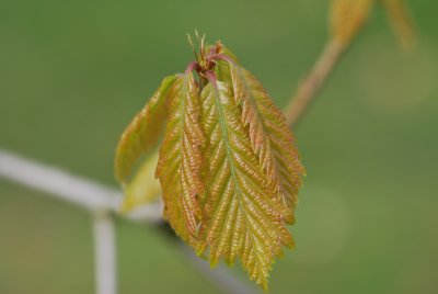 Quercus muehlenbergii - dub Muehlenbergův -jarní listy